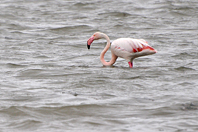 Phoenicopterus roseus